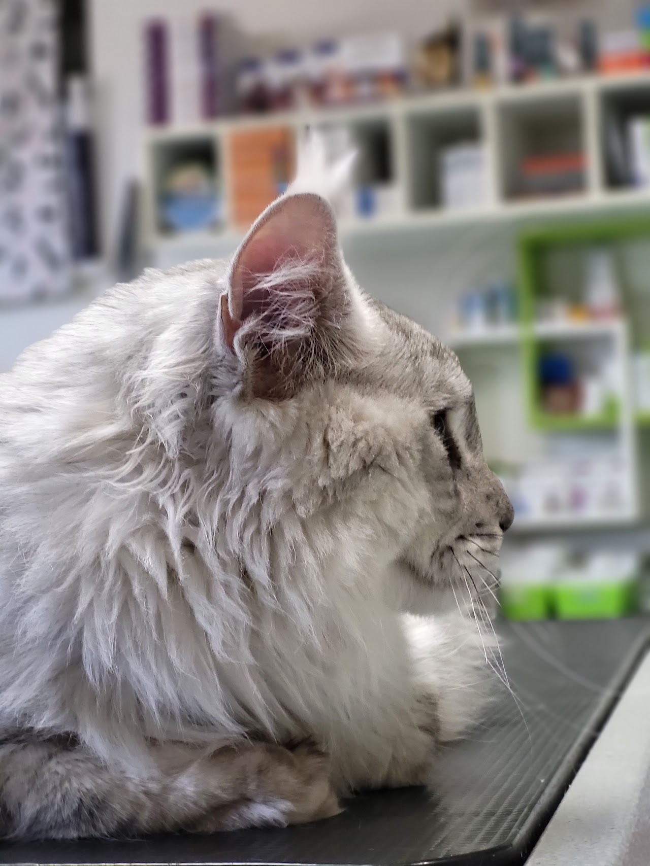 MVDr. Blanka Sedláková, veterinárna ambulancia