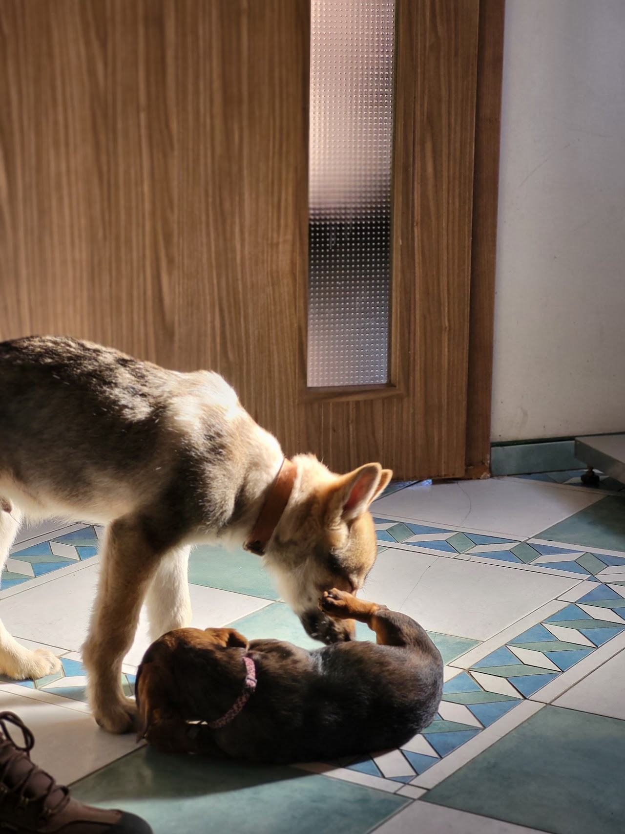 MVDr. Blanka Sedláková, veterinárna ambulancia